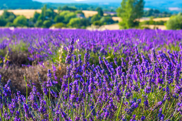 Fototapeta premium Lavender fields near the French Provence