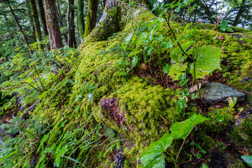 苔生す森