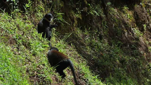 L'Hoest's monkey - Cercopithecus lhoesti