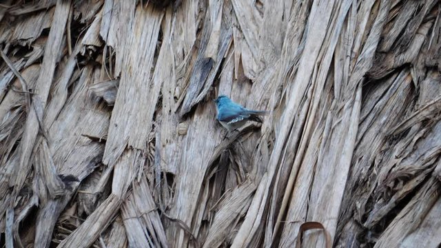 African blue flycatcher - Elminia longicauda