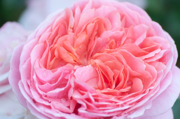 Pink rose with terry petals in the park.