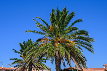 Fototapeta premium Two palm trees close-up diagonally against the blue sky