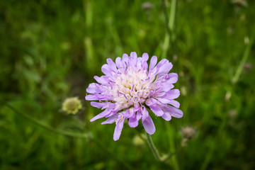 Obraz premium Scabiosa columbaria, Butterfly Blue, Small scabious, perennial herb across lavender blue flower heads.