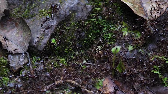 Safari ants - Dorylus sp - walking