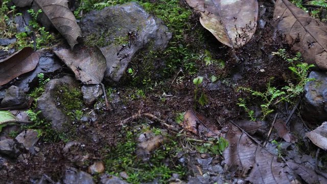 Safari ants - Dorylus sp - walking