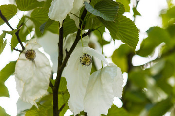 Davidia involucrata or handkerchief, dove-tree, ghost tree,  with flowers