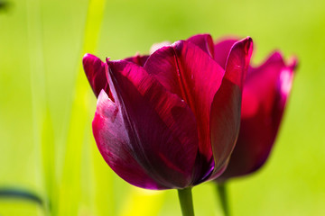 wine red tulips