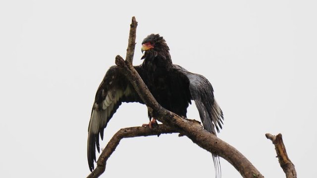 Bateleur eagle in rainy weather