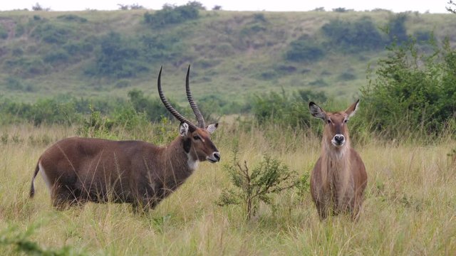 Defassa Waterbucks - Kobus ellipsiprymnus defassa