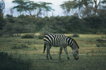 Fototapeta na wymiar Photo of the zebra in the wild