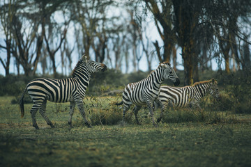 Fototapeta na wymiar Three zebras playing in the wild.