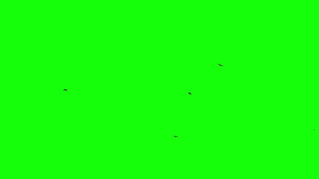Black bird fly on top at green screen background. Chroma key