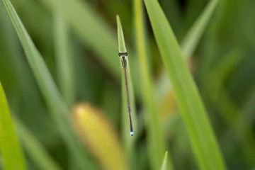 アジアイトトンボ雄