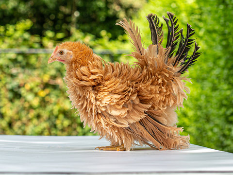 Pretty young Japanese Bantam