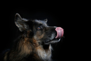 german sherpard dog in studio ob black background