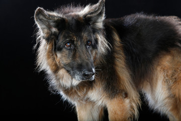 german sherpard dog in studio ob black background