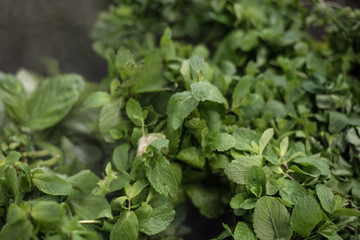 Fresh herbs mint for cooking.