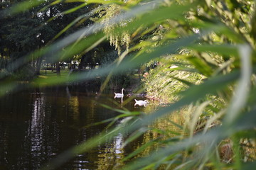 swan in pond