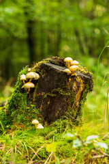 Small mushrooms on a tree stump