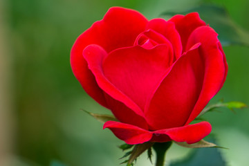 Single velvety red rose against a blurred, green leafy background.