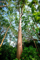 Rainbowtree, in Hawaii, Maui © Schumick-Foto