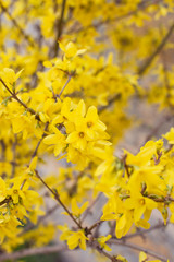 Autumn card concept blooming forsythia, yellow flowers pattern, on natural background. Selective focus, case for text