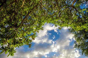 Himmel und Baum