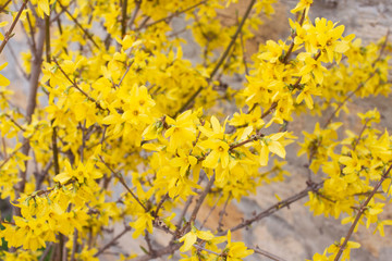 Naklejka na ściany i meble yellow shrub forsythia spring primrose in the garden autumn background, yellow flowers forsythias pattern, selective focus 