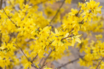 yellow shrub forsythia spring primrose in the garden autumn background, yellow flowers forsythias...