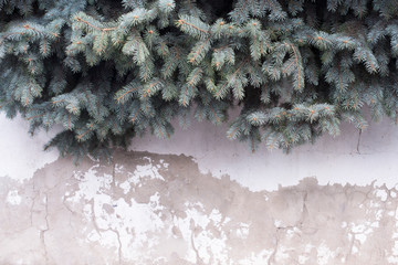 snow covered branches, Christmas card concept with space for text. New Year background 