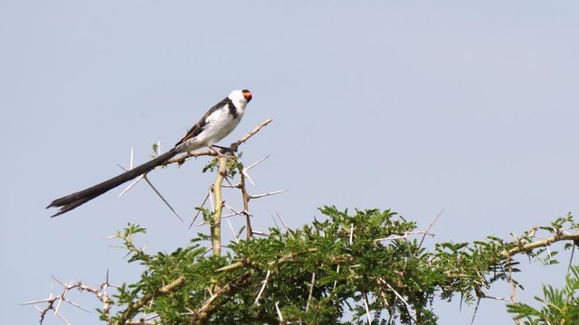pin-tailed-whydah-images-browse-322-stock-photos-vectors-and