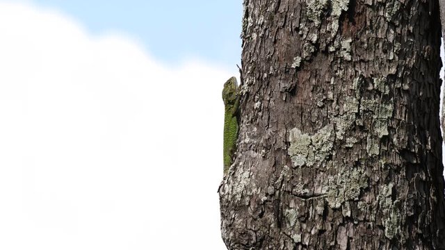 Green agama, side view