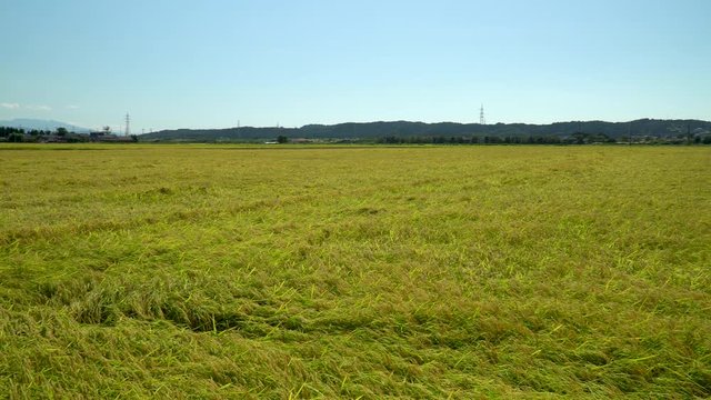 田園風景と稲