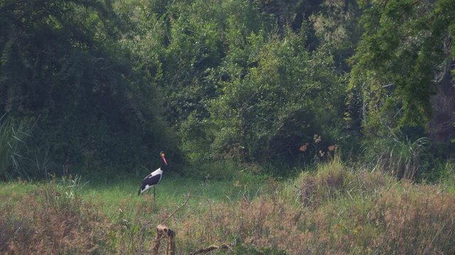 uga saddle billed stork 12 4k 22292