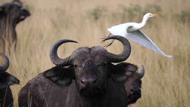 Cattle egret taking off from a buffalo, slowmo