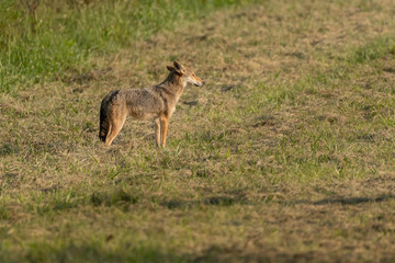 Coyote Stands At Attention