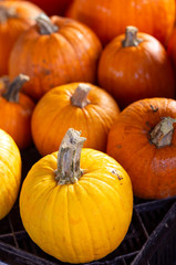 Yellow and Orange Pumpkins at a Farmer's Market