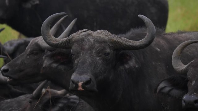 African buffalo, close-up of the head