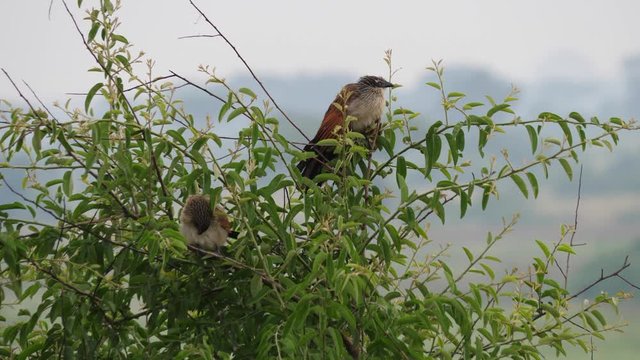 White-browed coucals