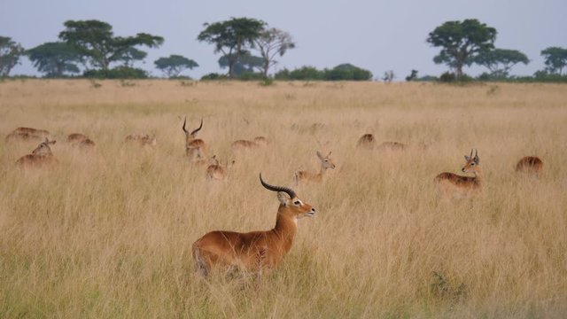Kobs - Kobus kob - in Uganda