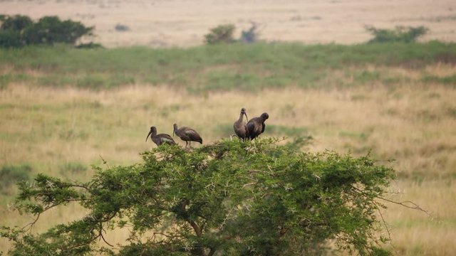 Hadeda/Hadada ibis - Bostrychia hagedash