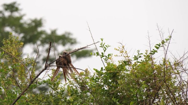 Cluster of Speckled mousebirds