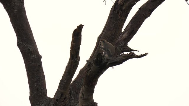 Vervet monkeys - Chlorocebus pygerythrus - in a tree