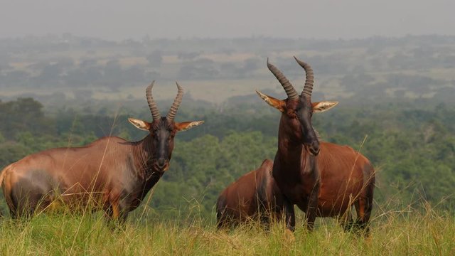 Topi antelopes on a field, Ishasha, Uganda