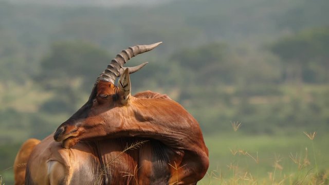Topi antelope scratching, Ishasha, Uganda