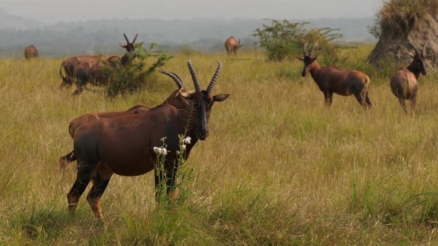 Topi antelopes on a field, Ishasha, Uganda