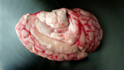 Brain with blood and bloody  veins on the metal stainless steel table plate. Slime germs horror...