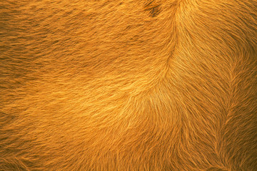 The fur of cows dyed orange and the fabric