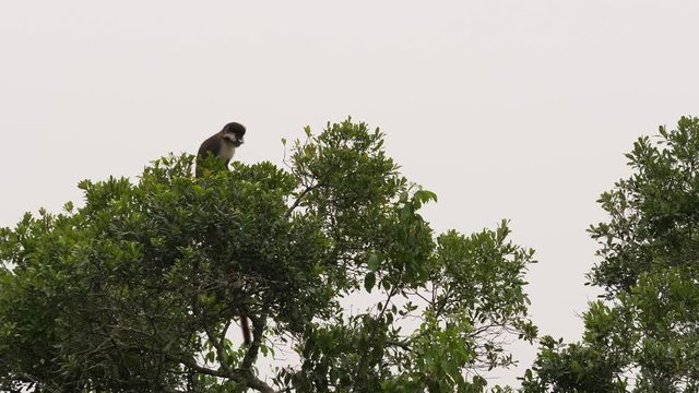 Red-tailed monkey - Cercopithecus ascanius