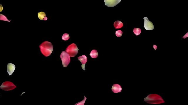 Petals of colorful rose flowers falling for holiday, wedding, birtday, surprise, greeting, dream, magic. Transparent loop. Realistic abstract background, overlay 4K 3D animation with alpha channel.